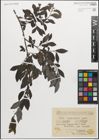 Foto von Salix myrsinifolia Salisb.